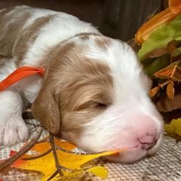 Ginger - Yellow and white female Bernedoodle puppy in Gilbert, Arizona from The Berne Barn... it’s a Doodle thing!