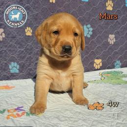 Mars - Yellow male Labrador Retriever puppy in Elloree, South Carolina from Moonlight Kennels LLC