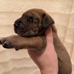 Badger - Merle male Great Dane puppy in Jerusalem, Arkansas from Mara Danes