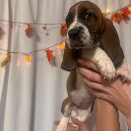 Girl 1 - Black brown and white female Basset Hound puppy in Manteca, California from AKC Basset Hounds Puppy