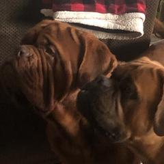 Dogues de Bordeaux from Robin Newland's Dogue de Bordeaux Puppies