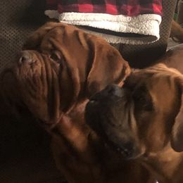 Dogues de Bordeaux from Robin Newland's Dogue de Bordeaux Puppies