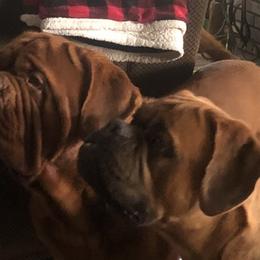 Dogues de Bordeaux from Robin Newland's Dogue de Bordeaux Puppies