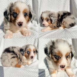Blue Merle male 3 - Blue merle male Miniature Australian Shepherd puppy in Brooker, Florida from Honey, I Shrunk the Aussies