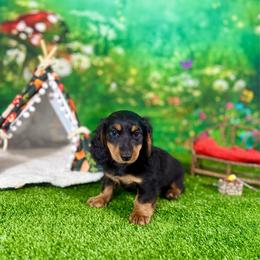 Paddy - Black and tan male Dachshund puppy in Westport, Kentucky from Lonestar Creek Farm