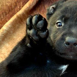 Dilute Retrievers and Labrador Retrievers from Straight Shooter Labradors