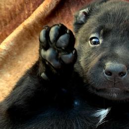 Dilute Retrievers and Labrador Retrievers from Straight Shooter Labradors