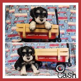 Cashman - Black and silver male Miniature Schnauzer puppy in Lebanon, Missouri from Cedar Glades Canines