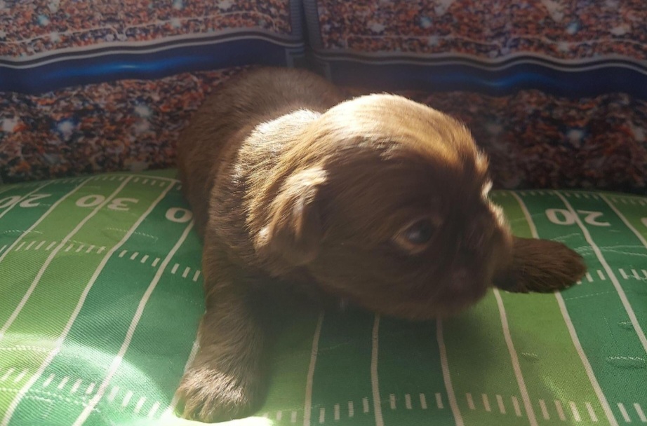 Shih Tzu Puppies from N.F.S.T Imperial ShihTzu Puppies.