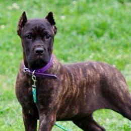Purple collar brindle girl - Chestnut brindle female Cane Corso puppy in Atlanta, Georgia from Cane Corso’s of Atlanta