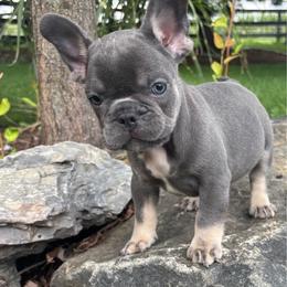 Macho - Blue male French Bulldog puppy in Ronks, Pennsylvania from Bleu Rock French Bulldogs
