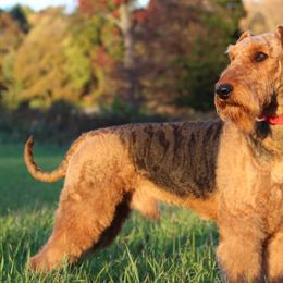 Airedale Terriers from RiverRun Terriers