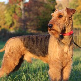 Airedale Terriers from RiverRun Terriers
