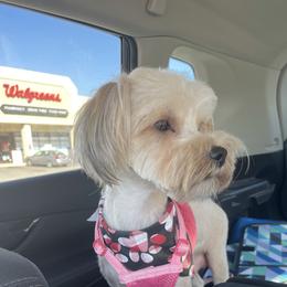 Missy - Morkie