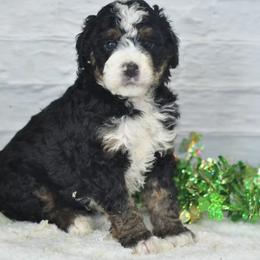 Barney - Tri-color male Bernedoodle puppy in Moulton, Iowa from Shondel Puppy Paws