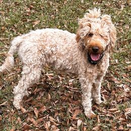 Holly - Australian Shepherd