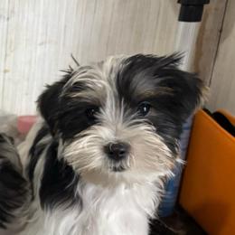 Pink girl - Parti female Yorkshire Terrier puppy in Cocoa, Florida from SummerTime AKC Yorkies