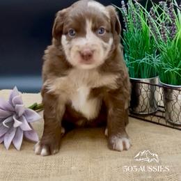 Merble - Red merle male Australian Shepherd puppy in Thornton, Colorado from 303 Aussies