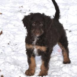 Green boy - Brown male Bernedoodle puppy in Waukesha, Wisconsin from Bernedoodle Boutique (and Cavapoos)