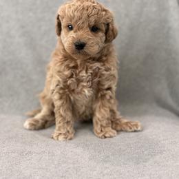 Boy 4 - Red  male Goldendoodle puppy in Somerset, Kentucky from Hilltop Doodles KY LLC