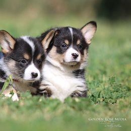 Pembroke Welsh Corgi Puppies from Golden Rose Corgis