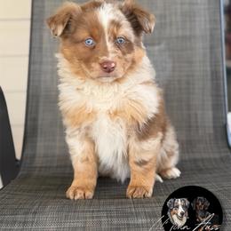 Frosty - Red merle male Australian Shepherd puppy in Tyner, Kentucky from Lil’ Town Aussies