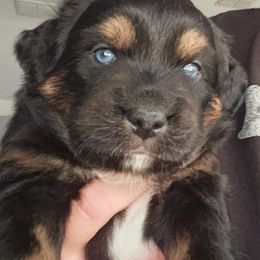 Miniature Australian Shepherd Puppies from Austin Aussies by Jody