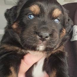 Miniature Australian Shepherd Puppies from Austin Aussies by Jody