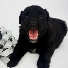 Jasper - Black male Miniature Australian Shepherd puppy in Smithville, Arkansas from Cooper Creek Aussies