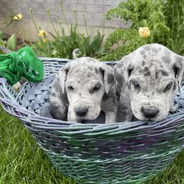 Great Dane Puppies from Darice Ruddell