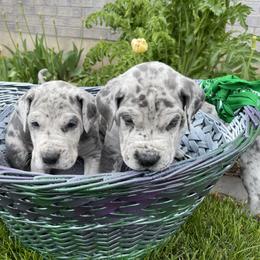 Great Dane Puppies from Darice Ruddell