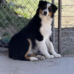 Australian Shepherd Puppies from Shawnkara Australian Shepherds & Miniature American Shepherds