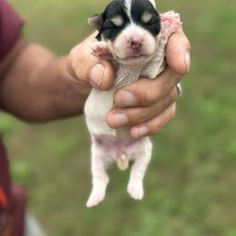 Morkie puppies from Imperial Dogs