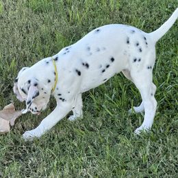 Yellow - Dalmatian puppy from Zydeco Dalmatians