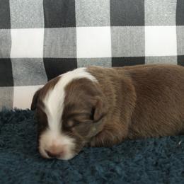 Cupid - Red tri male Miniature Australian Shepherd puppy in Kissee Mills, Missouri from Clinkenbeard Kennel