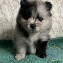 AKC MACARENA - Blue merle female Pomeranian puppy in Watkins Glen, New York from Wicked Spirits Pomeranians