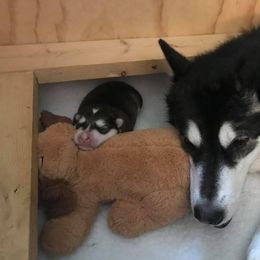Alaskan Malamute Puppies from Wild Night Alaskan Malamutes