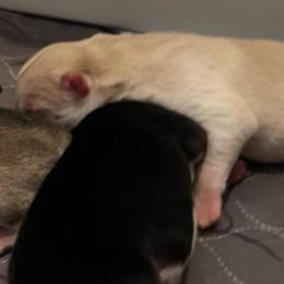 Prompto - Sable and white male Siberian Husky puppy in Bangs, Texas from Final Siberians