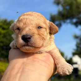 Cash - Apricot male Poodle puppy in Birmingham, Alabama from Stormborn