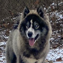 Baine - Siberian Husky
