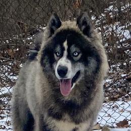 Baine - Siberian Husky
