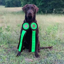 Cash - Labrador Retriever