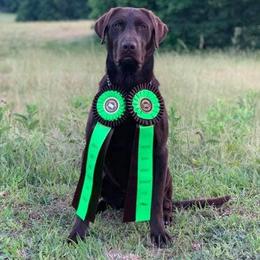 Cash - Labrador Retriever