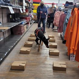 Doberman Pinschers from Malevil Doberman Pinschers