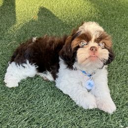 AKC Bentley-Champion Bloodlines - Red and white male Shih Tzu puppy in Long Beach, California from Prieto Shih-Tzu's