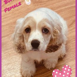 Cocker Spaniel Puppies from Angelic Cocker’s