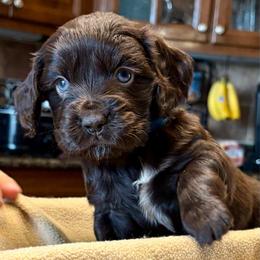 Boy 1 - Brown male Boykin Spaniel puppy in Dublin, Georgia from T3 Kennel
