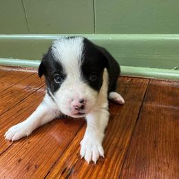 Chewy - Black and white male Border Collie puppy in Winnsboro, Texas from Pecan Grove Pups