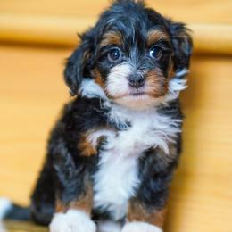Anne - Tri-color female Bernedoodle puppy in Dundee, Ohio from Down Home Doodle