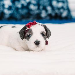 Dolly - Merle female Bernedoodle puppy in Lima, Ohio from Hommel’s Mini Darling Doodles
